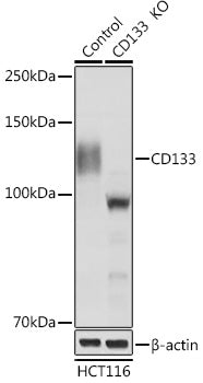 [KO Validated] CD133 Rabbit pAb