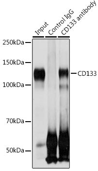 [KO Validated] CD133 Rabbit pAb