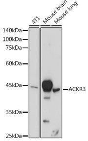 ACKR3 Rabbit pAb