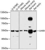 LHX9 Rabbit pAb