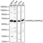 AMPKa1/AMPKa2 Rabbit pAb