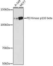 PI3 Kinase p110 beta Rabbit mAb