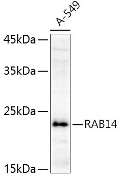 RAB14 Rabbit pAb