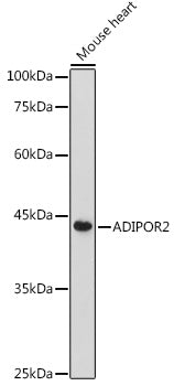 ADIPOR2 Rabbit pAb