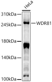 WDR81 Rabbit pAb