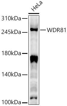WDR81 Rabbit pAb