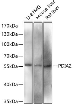 PDIA2 Rabbit pAb