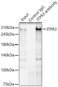 ITPR3 Rabbit pAb