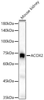 ACOX2 Rabbit pAb