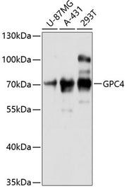 GPC4 Rabbit pAb