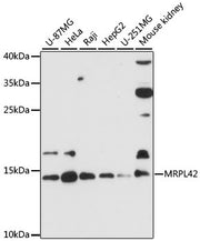 MRPL42 Rabbit pAb