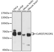 CoREST/RCOR1 Rabbit pAb
