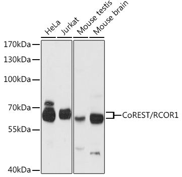 CoREST/RCOR1 Rabbit pAb