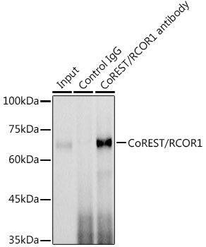 CoREST/RCOR1 Rabbit pAb