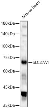 SLC27A1 Rabbit pAb