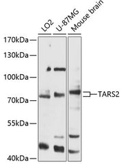 TARS2 Rabbit pAb