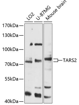 TARS2 Rabbit pAb