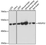 [KO Validated] NDUFS2 Rabbit pAb