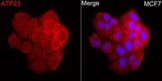 ATP23 Rabbit pAb