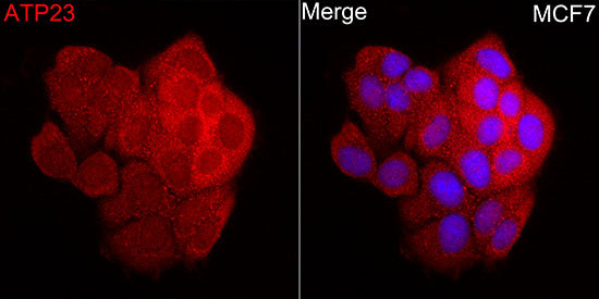 ATP23 Rabbit pAb