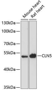 CLN5 Rabbit pAb