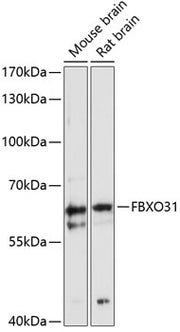 FBXO31 Rabbit pAb