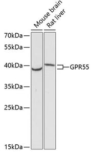 GPR55 Rabbit pAb
