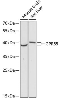 GPR55 Rabbit pAb