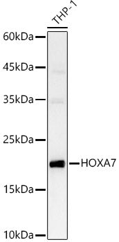 HOXA7 Rabbit pAb