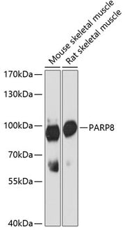PARP8 Rabbit pAb