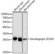 Secretagogin (SCGN) Rabbit pAb
