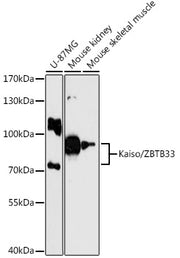 Kaiso/ZBTB33 Rabbit pAb