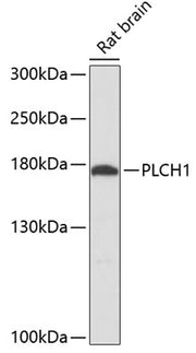 PLCH1 Rabbit pAb