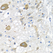 IFNL3 Rabbit pAb