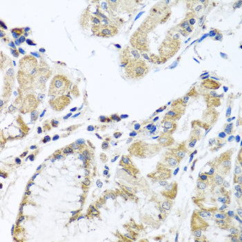 IFNL3 Rabbit pAb