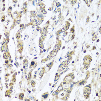 IFNL3 Rabbit pAb