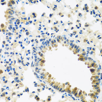IFNL3 Rabbit pAb
