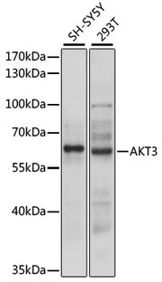 AKT3 Rabbit pAb