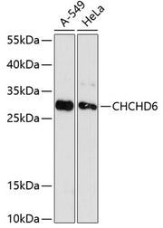 CHCHD6 Rabbit pAb