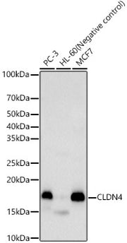 CLDN4 Rabbit pAb