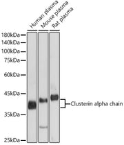 Clusterin alpha chain Rabbit pAb