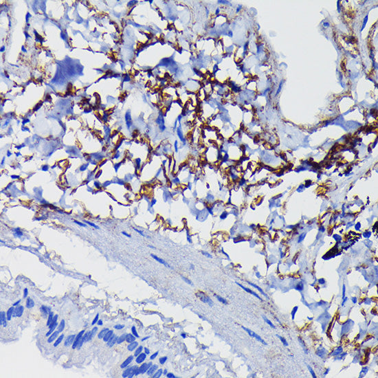 Clusterin alpha chain Rabbit pAb