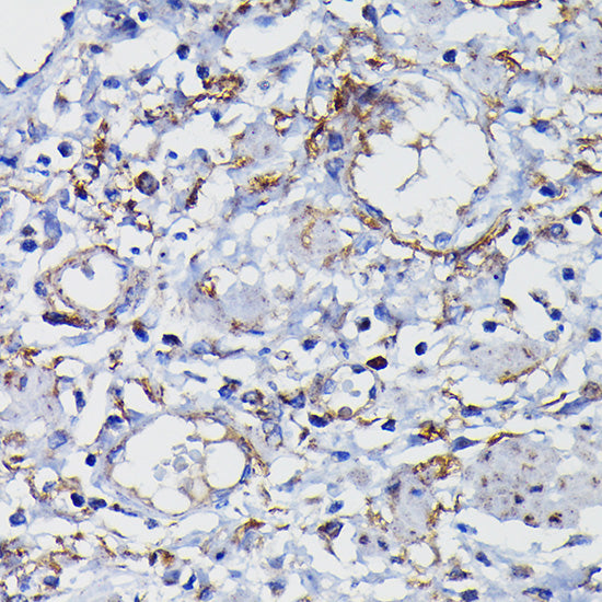 Clusterin alpha chain Rabbit pAb
