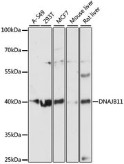 DNAJB11 Rabbit pAb