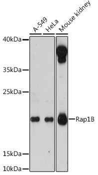 Rap1B Rabbit pAb