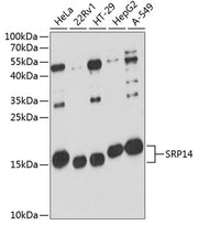SRP14 Rabbit pAb