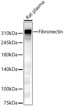 Fibronectin Rabbit pAb