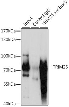 TRIM25 Rabbit pAb