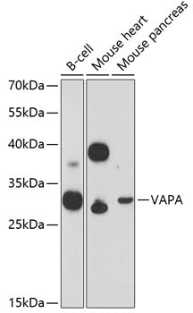 VAPA Rabbit pAb