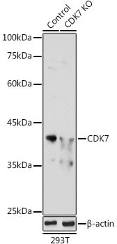 [KO Validated] CDK7 Rabbit pAb